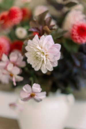 pink dahlia